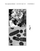 METHOD FOR DETECTING PROTEIN-PROTEIN INTERACTIONS IN CELLS diagram and image