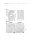 METHODS AND USE RELATED TO HUMANIN AND HUMANIN-LIKE PEPTIDES diagram and image