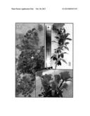 Miniflora Rose Plant Named  BENred  diagram and image