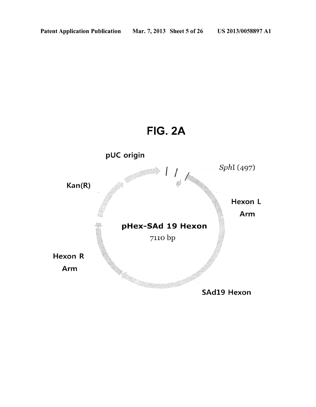 HEXON ISOLATED FROM SIMIAN ADENOVIRUS SEROTYPE 19, HYPERVARIABLE REGION     THEREOF AND CHIMERIC ADENOVIRUS USING THE SAME - diagram, schematic, and image 06