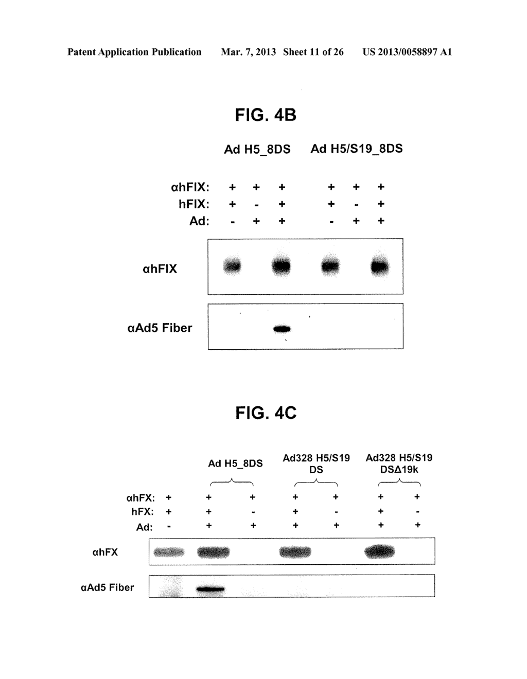 HEXON ISOLATED FROM SIMIAN ADENOVIRUS SEROTYPE 19, HYPERVARIABLE REGION     THEREOF AND CHIMERIC ADENOVIRUS USING THE SAME - diagram, schematic, and image 12