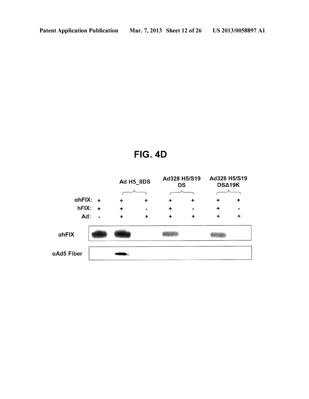 HEXON ISOLATED FROM SIMIAN ADENOVIRUS SEROTYPE 19, HYPERVARIABLE REGION     THEREOF AND CHIMERIC ADENOVIRUS USING THE SAME - diagram, schematic, and image 13