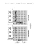 ANTI-POLYUBIQUITIN ANTIBODIES AND METHODS OF USE diagram and image