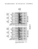 ANTI-POLYUBIQUITIN ANTIBODIES AND METHODS OF USE diagram and image