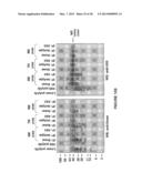 ANTI-POLYUBIQUITIN ANTIBODIES AND METHODS OF USE diagram and image