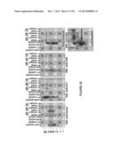 ANTI-POLYUBIQUITIN ANTIBODIES AND METHODS OF USE diagram and image