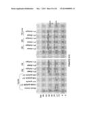 ANTI-POLYUBIQUITIN ANTIBODIES AND METHODS OF USE diagram and image