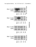 ANTI-POLYUBIQUITIN ANTIBODIES AND METHODS OF USE diagram and image