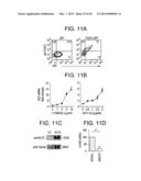 METHODS FOR ACTIVATING T CELLS AND MODULATING AN IMMUNE RESPONSE diagram and image