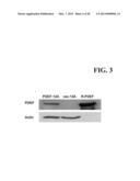 ANTI-PDEF ANTIBODIES AND USES THEREOF diagram and image