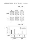 ANTI-PDEF ANTIBODIES AND USES THEREOF diagram and image