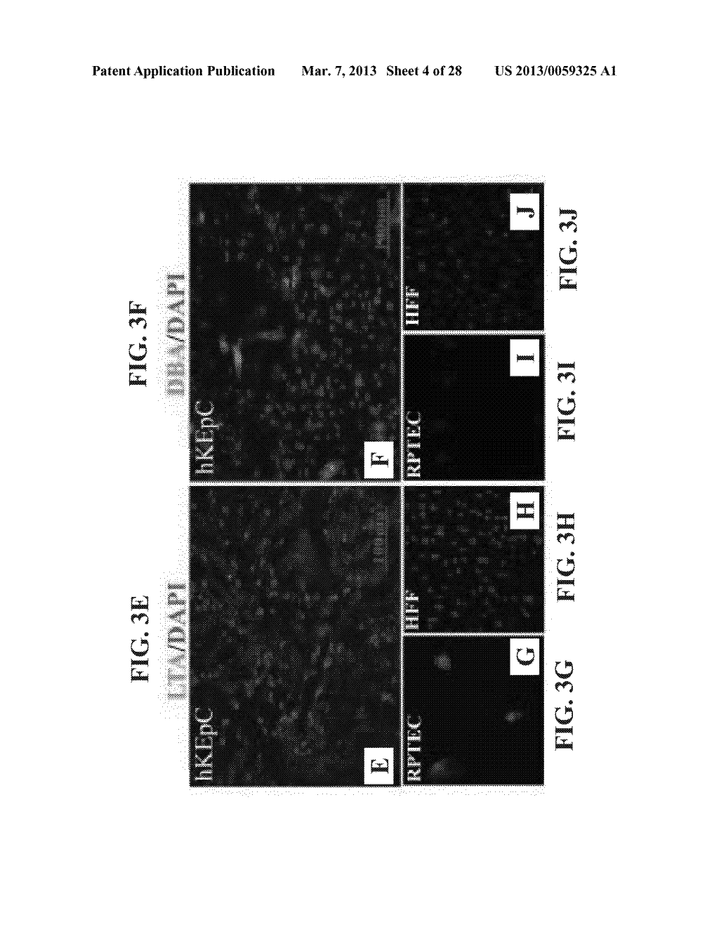 ISOLATED POPULATIONS OF ADULT RENAL CELLS AND METHODS OF ISOLATING AND     USING SAME - diagram, schematic, and image 05