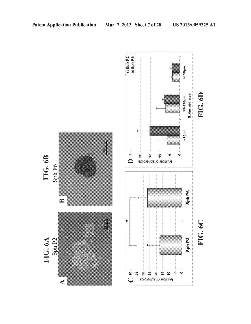 ISOLATED POPULATIONS OF ADULT RENAL CELLS AND METHODS OF ISOLATING AND     USING SAME - diagram, schematic, and image 08