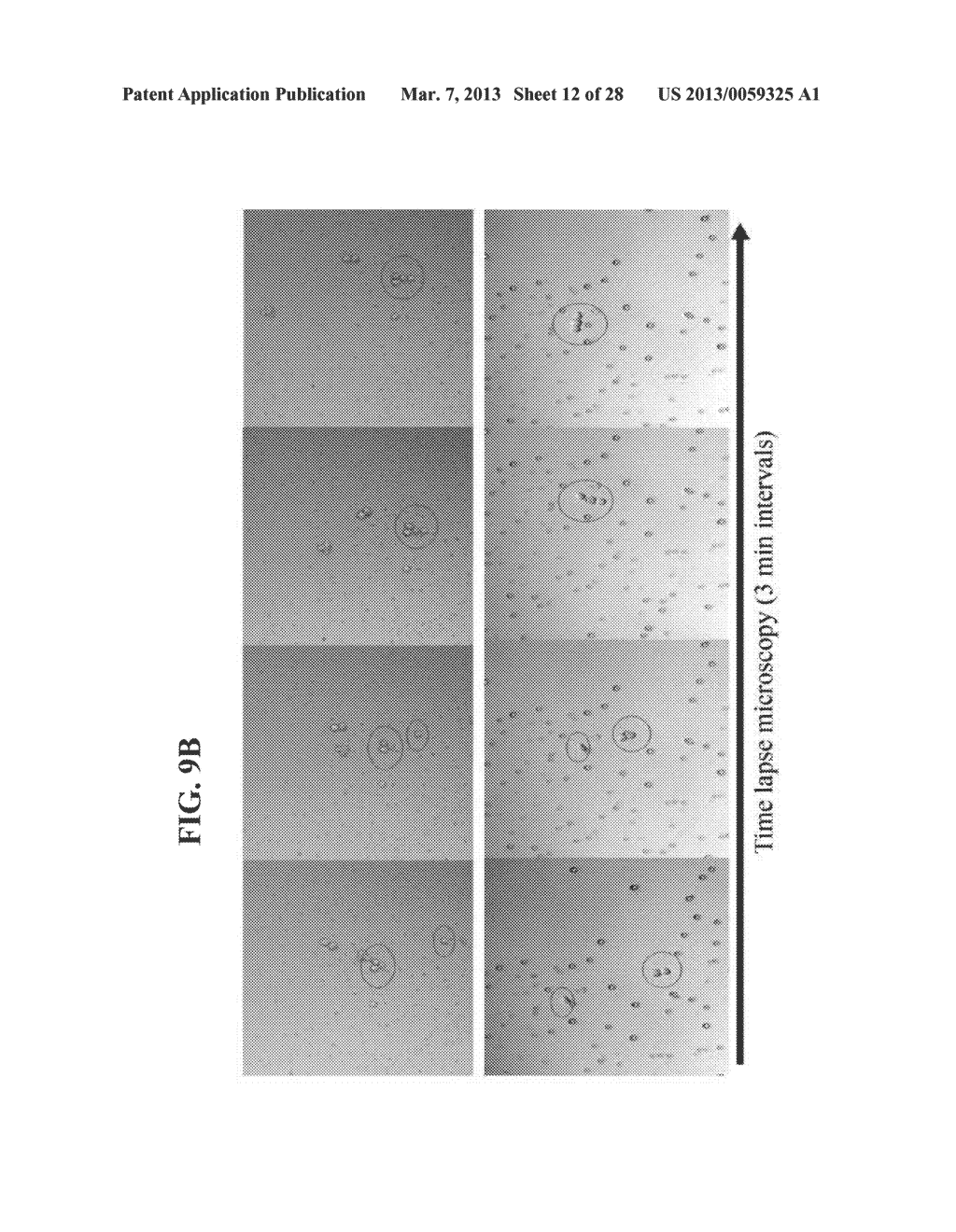 ISOLATED POPULATIONS OF ADULT RENAL CELLS AND METHODS OF ISOLATING AND     USING SAME - diagram, schematic, and image 13