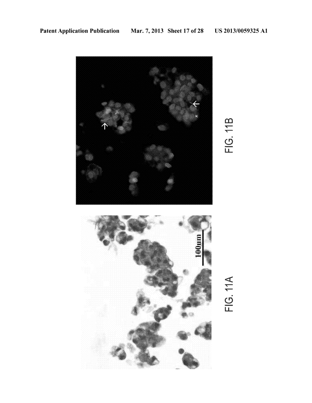 ISOLATED POPULATIONS OF ADULT RENAL CELLS AND METHODS OF ISOLATING AND     USING SAME - diagram, schematic, and image 18