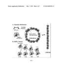 Protein Nanorings diagram and image