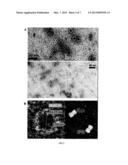 Protein Nanorings diagram and image