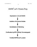 Protein Nanorings diagram and image