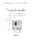 METHODS OF USING HUMAN PROTEIN KINASE C DELTA VIII AS A BIOMARKER diagram and image