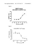 METHODS OF IDENTIFYING MODULATORS OF GPR17 diagram and image