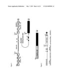 Pre-MRNA Trans-Splicing Molecule (RTM) Molecules and Their Uses diagram and image