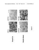 METHODS, AGENTS, AND COMPOUND SCREENING ASSAYS FOR INDUCING     DIFFERENTIATION OF UNDIFFERENTIATED MAMMALIAN CELLS INTO OSTEOBLASTS diagram and image