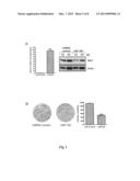 METHODS AND COMPOSITIONS FOR INFLUENCING TUMORS USING MICRORNA-185 AS A     TUMOR SUPPRESSOR diagram and image