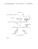 Poly(Ester Amide) Macromers and Polymers Thereof diagram and image