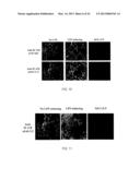 ANTI-ICAM-1 SINGLE DOMAIN ANTIBODY AND USES THEREOF diagram and image