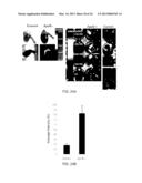 ANTI-ICAM-1 SINGLE DOMAIN ANTIBODY AND USES THEREOF diagram and image