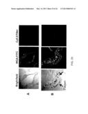 ANTI-ICAM-1 SINGLE DOMAIN ANTIBODY AND USES THEREOF diagram and image