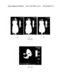 ANTI-ICAM-1 SINGLE DOMAIN ANTIBODY AND USES THEREOF diagram and image