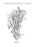 IL-17 FAMILY CYTOKINE COMPOSITIONS AND USES diagram and image