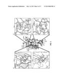 IL-17 FAMILY CYTOKINE COMPOSITIONS AND USES diagram and image