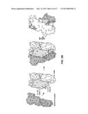 IL-17 FAMILY CYTOKINE COMPOSITIONS AND USES diagram and image