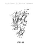 IL-17 FAMILY CYTOKINE COMPOSITIONS AND USES diagram and image