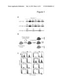 Methods and Compositions for the Detection and Treatment of Cancer     involving miRNAs and miRNA Inhibitors and Targets diagram and image