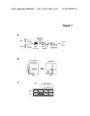 Methods and Compositions for the Detection and Treatment of Cancer     involving miRNAs and miRNA Inhibitors and Targets diagram and image