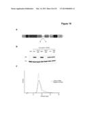 Methods and Compositions for the Detection and Treatment of Cancer     involving miRNAs and miRNA Inhibitors and Targets diagram and image