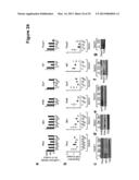 Methods and Compositions for the Detection and Treatment of Cancer     involving miRNAs and miRNA Inhibitors and Targets diagram and image