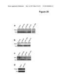 Methods and Compositions for the Detection and Treatment of Cancer     involving miRNAs and miRNA Inhibitors and Targets diagram and image