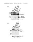 COMBINATION THERAPIES FOR HEMATOLOGIC MALIGNANCIES diagram and image