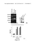 COMBINATION THERAPIES FOR HEMATOLOGIC MALIGNANCIES diagram and image