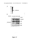 Protein Belonging to the TNF Superfamily Involved in Signal Transduction,     Nucleic Acids Encoding Same and Methods of Use Thereof diagram and image