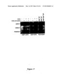 Protein Belonging to the TNF Superfamily Involved in Signal Transduction,     Nucleic Acids Encoding Same and Methods of Use Thereof diagram and image