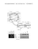 INDUCING APOPTOSIS IN QUIESCENT CELLS diagram and image