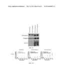 INDUCING APOPTOSIS IN QUIESCENT CELLS diagram and image