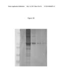 METHOD OF RAPIDLY PRODUCING IMPROVED VACCINES FOR ANIMALS diagram and image