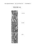 NANOEMULSION RESPIRATORY SYNCYTIAL VIRUS (RSV) SUBUNIT VACCINE diagram and image