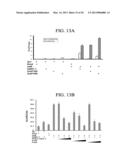 COMPOSITIONS AND METHODS FOR TREATING PROSTATE CANCER diagram and image